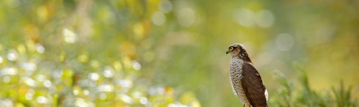 Swarovski Optik Spotting Scopes
