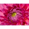 Sony Sony FE 100mm F2.8 Macro GM OSS lens
