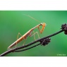 Sony Sony FE 100mm F2.8 Macro GM OSS lens
