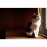 Sigma Sigma 35mm F1.4 DG II | Art lens for Sony FE